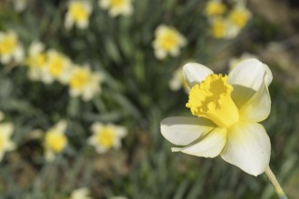 Flowers daffodil yellow. Atyrau, Kazakhstan