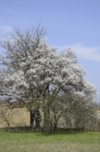 Flowering plum garden. Atyrau, Kazakhstan