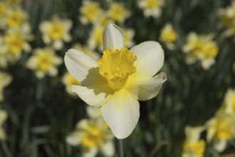 Flowers daffodil yellow. Spring flowering bulb plants in the flowerbed