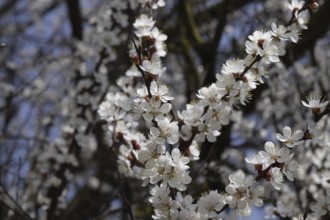 Blooming wild apricot in the garden. Atyrau, Kazakhstan
