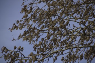 Blooming silver poplar. Atyrau, Kazakhstan