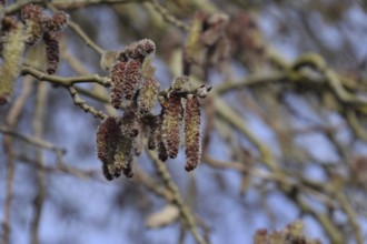 Blooming silver poplar. Atyrau, Kazakhstan