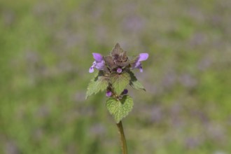 Lamium purpureum blooming in the garden. Atyrau, Kazakhstan