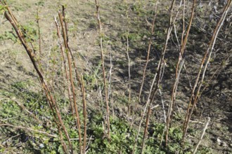 Young shoots of raspberries. Atyrau, Kazakhstan