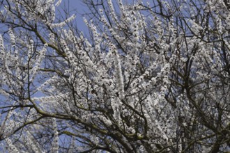 Blooming wild apricot in the garden. Atyrau, Kazakhstan
