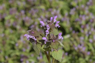 Lamium purpureum blooming in the garden. Atyrau, Kazakhstan
