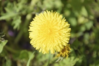 Flowering dandelions in the clearing. Atyrau, Kazakhstan