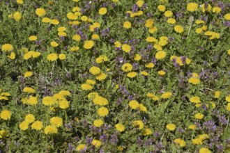 Flowering dandelions in the clearing. Atyrau, Kazakhstan