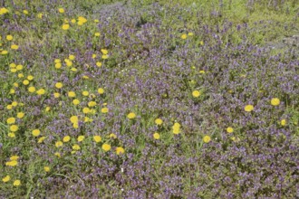 Flowers of dandelion. Atyrau, Kazakhstan