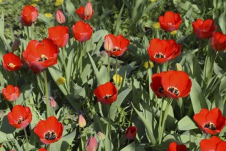 Red tulips bloom in the flowerbed. Atyrau, Kazakhstan