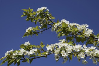 Blooming wild pear in the garden. Atyrau, Kazakhstan