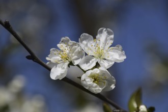 Cherry blossoms against a blue sky Atyrau, Kazakhstan
