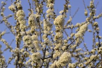 Prunus avium Flowering cherry. Atyrau, Kazakhstan