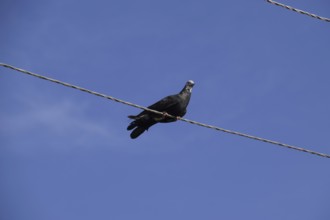 Home thoroughbred pigeon sits on a power line wire. Atyrau, Kazakhstan