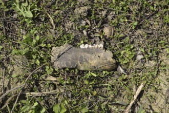 Jaw with teeth of a sheep. Atyrau, Kazakhstan