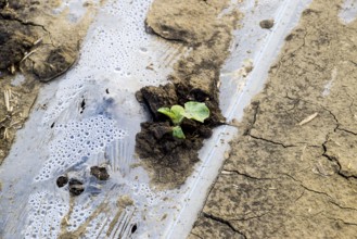 Watering system on the field of watermelons and melons. Atyrau, Kazakhstan