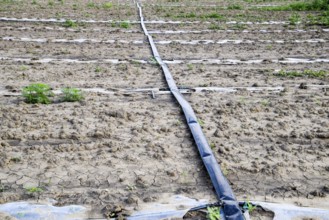 Watering system on the field of watermelons and melons. Atyrau, Kazakhstan