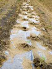 Watering system on the field of watermelons and melons. Atyrau, Kazakhstan