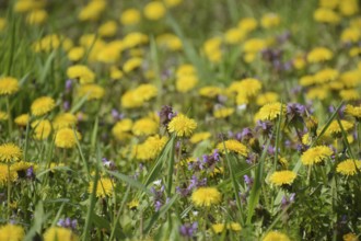 Flowering dandelions in the clearing. Atyrau, Kazakhstan