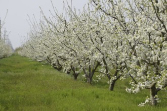 Flowering plum garden. Atyrau, Kazakhstan