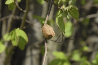 Ootheca mantis on the branches of a tree. Atyrau, Kazakhstan