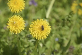 Flowering dandelions in the clearing. Atyrau, Kazakhstan