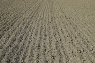 Plowed field, rows from soybean sowing. Atyrau, Kazakhstan