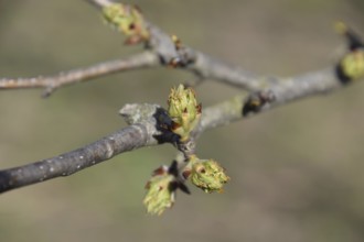 Blossoming buds of pear tree. Atyrau, Kazakhstan
