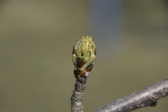 Blossoming buds of pear tree. Atyrau, Kazakhstan
