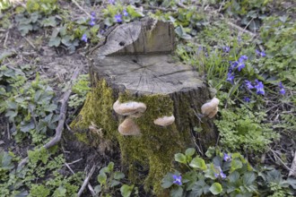Old stump covered with moss and mushrooms. Atyrau, Kazakhstan