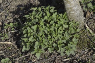 Young nettle in a garden. Atyrau, Kazakhstan