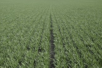 Spring winter wheat field. Atyrau, Kazakhstan