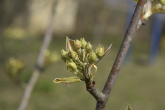 Blossoming buds of pear tree. Dissolve kidney pears. Atyrau, Kazakhstan