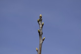 Young buds of a cherry on a branch. Atyrau, Kazakhstan