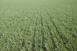 Spring winter wheat field. Atyrau, Kazakhstan