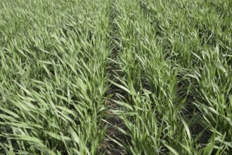 Spring winter wheat field. Atyrau, Kazakhstan