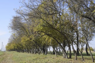 The Forest along the road in the fall. Atyrau, Kazakhstan
