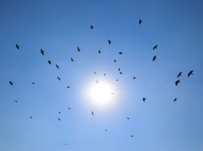 Silhouette of a flock of blackbird flying through a surreal evening sky with a fiery sun. Atyrau,