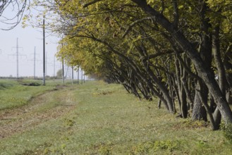 The Forest along the road in the fall. Yellowing leaves on the branches. Atyrau, Kazakhstan
