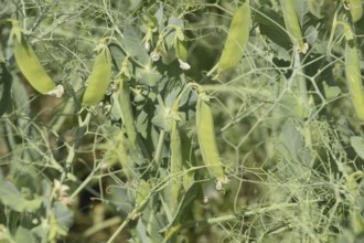 Growing peas in the field. Atyrau, Kazakhstan