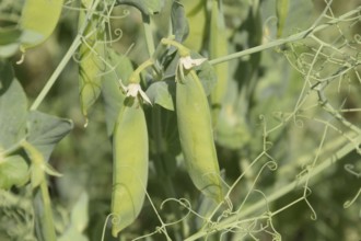 Green peas in the field. Atyrau, Kazakhstan