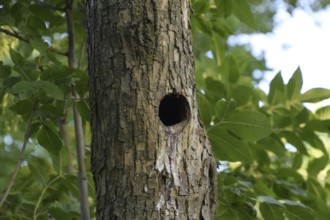 A hollow in the trunk of a tree. Atyrau, Kazakhstan
