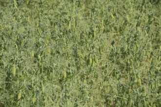 Green peas in the field. Atyrau, Kazakhstan