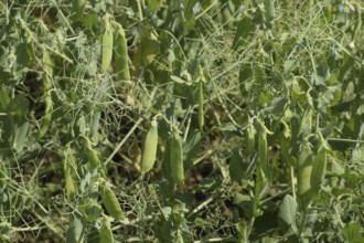 Green peas in the field. Atyrau, Kazakhstan