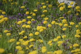 Flowering dandelions in the clearing. Atyrau, Kazakhstan