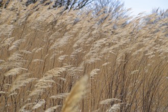 Dry panicle reed. Propagation by seed cane. Atyrau, Kazakhstan