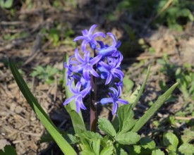 Hyacinth blooms in the garden. Atyrau, Kazakhstan