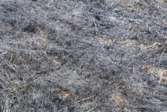 Ashes from the burned grass on the soil.Atyrau, Kazakhstan