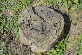 An old stump, eaten by larvae of a beetle lumberjack. Atyrau, Kazakhstan