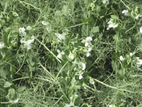 Blooming peas in the field. Atyrau, Kazakhstan